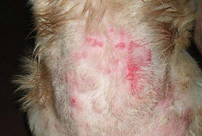 狗狗身上有红点?可能是这些皮肤病