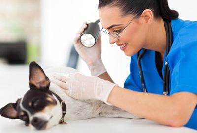 狗狗得皮肤病皮肤变黑就是好了?大错特错!