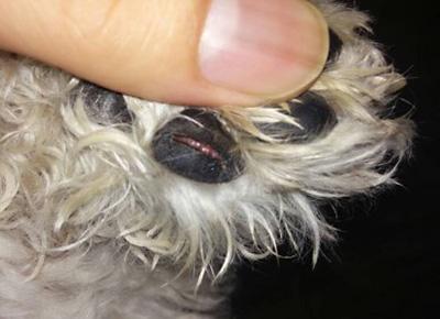 狗狗爪子红肿:如何快速识别并治疗皮肤病