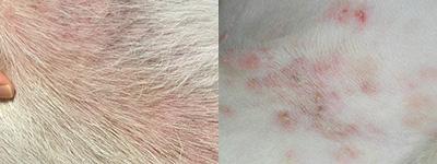 狗狗皮炎反反复复,可能是治疗有误!