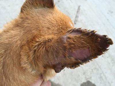 狗狗耳朵长癣掉毛应该怎么处理?