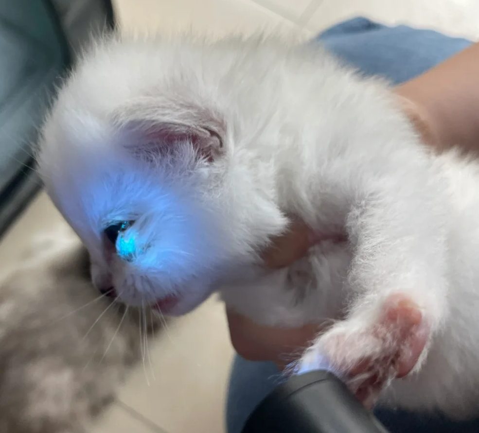 幼猫长癣能自愈吗?