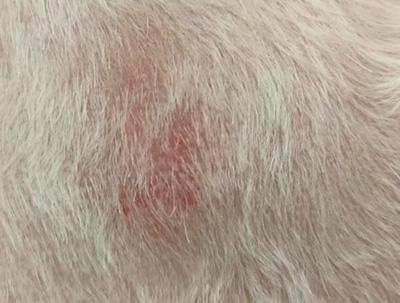 狗狗皮炎反反复复,可能是治疗有误!