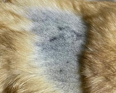 狗狗得皮肤病皮肤变黑就是好了?大错特错!