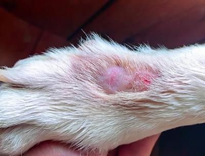 狗狗皮肤感染真菌应该用什么药?