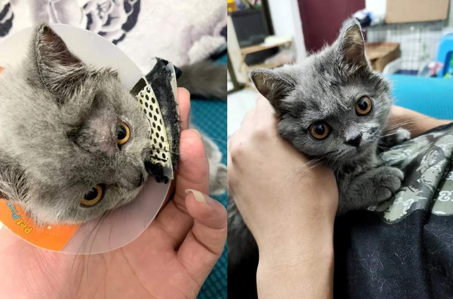 猫癣怎么治疗比较好?