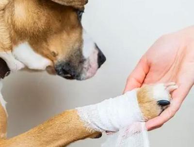 狗狗爪子红肿:如何快速识别并治疗皮肤病
