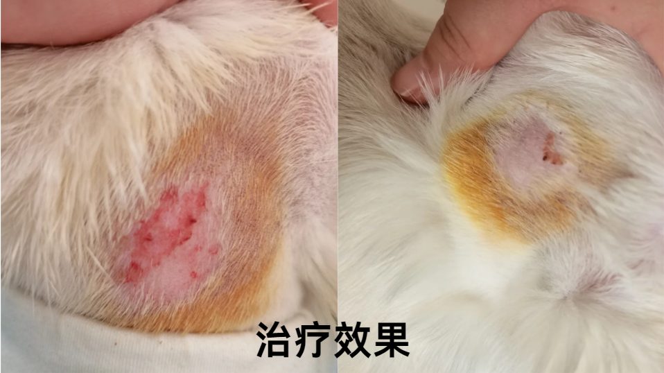 猫咪皮肤感染怎么办?