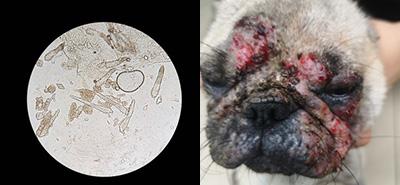 狗狗身上有螨虫会引发哪些皮肤病?