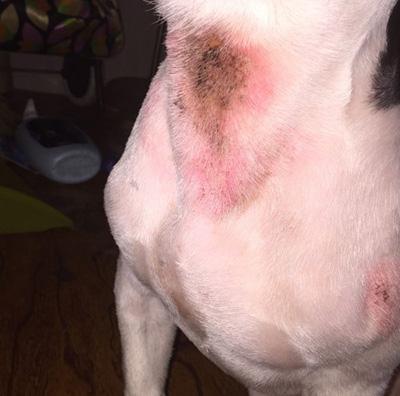 【紧急求助】狗狗瘙痒不停抓挠至出血?