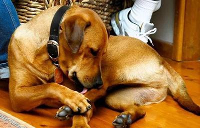 【紧急求助】狗狗瘙痒不停抓挠至出血?