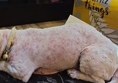 狗狗身上长脓包?千万别到皮肤严重溃烂才重视