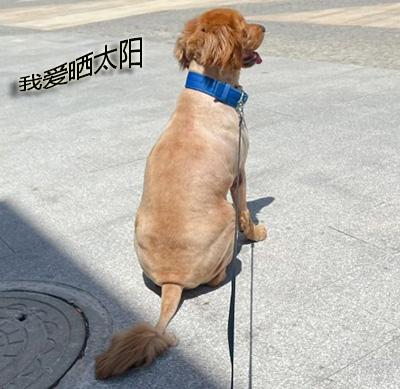 狗狗皮炎反反复复,可能是治疗有误!