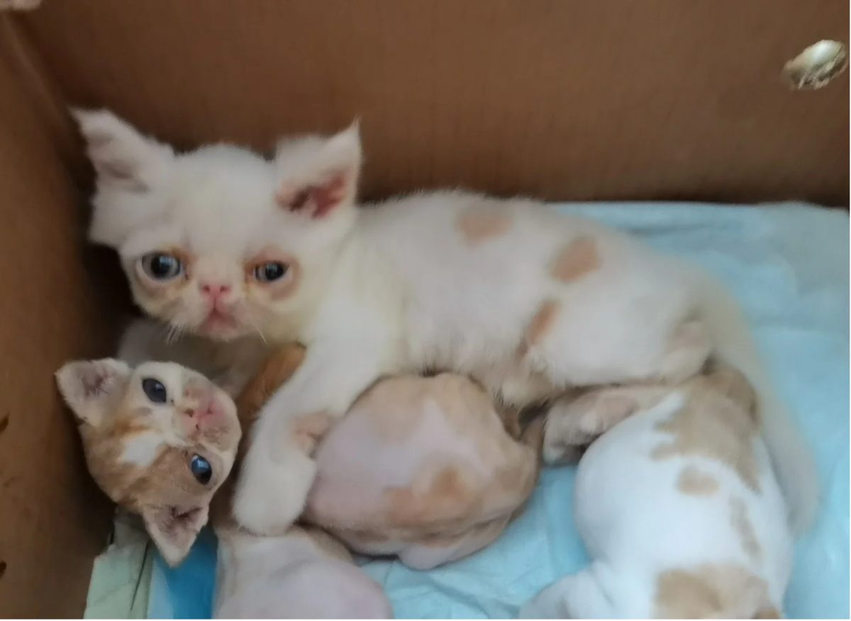 幼猫长癣怎么办?