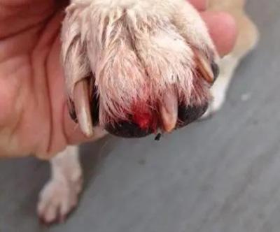 狗狗爪子红肿:如何快速识别并治疗皮肤病