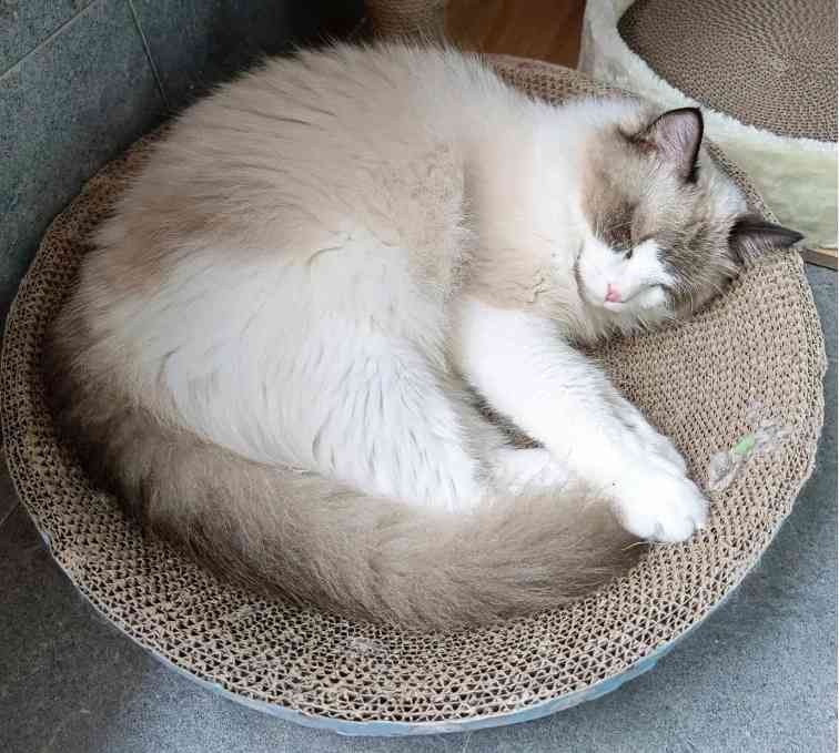 猫癣化脓了怎么治疗?