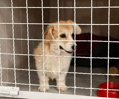 狗狗耳朵长癣掉毛应该怎么处理?