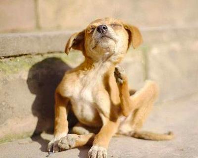 一文读懂:安全有效的狗狗止痒药物推荐!