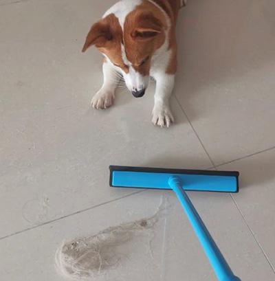 【紧急求助】狗狗瘙痒不停抓挠至出血?