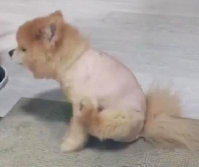 狗狗屁股周围发红瘙痒?可能是这些原因导致的