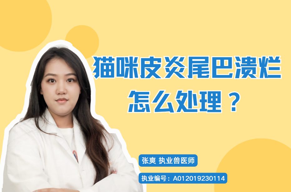 猫咪皮炎尾巴溃烂怎么处理?