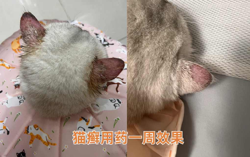 猫癣用什么药好得快?