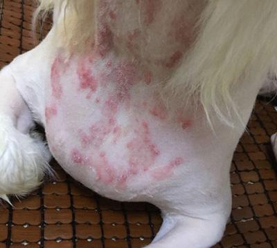 狗狗皮炎反反复复,可能是治疗有误!