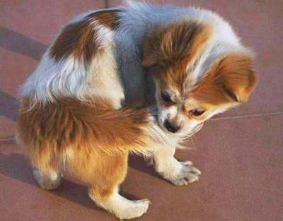 狗狗皮炎尾巴溃烂?急救护理全攻略!