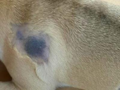 狗狗得皮肤病皮肤变黑就是好了?大错特错!