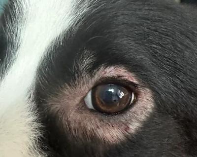 关爱毛孩子:正确应对狗狗眼周掉毛问题