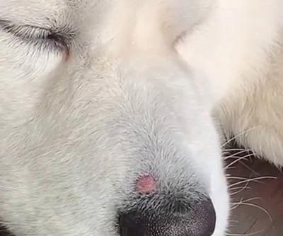 狗狗身上有红点?可能是这些皮肤病