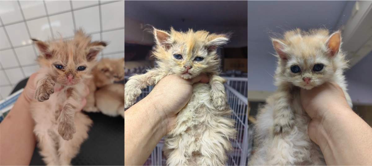 小奶猫感染猫癣用什么药?