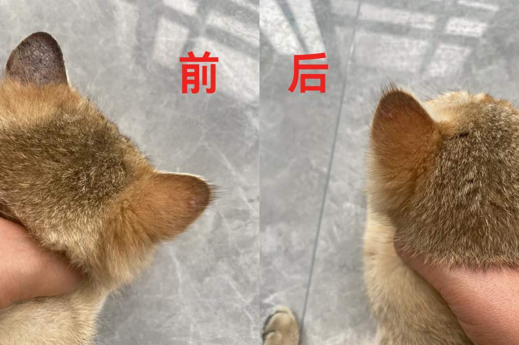 猫咪耳朵长癣用什么药?