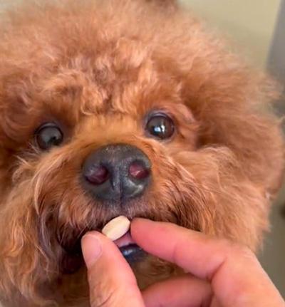 狗狗皮肤感染真菌应该用什么药?