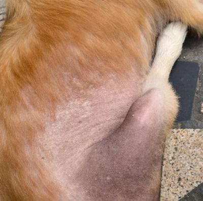 狗狗得皮肤病皮肤变黑就是好了?大错特错!