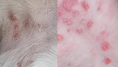 小狗皮肤病用药指南：按类型选药别盲治，症状判断、外用内服时机、就医护理与复发预防要点