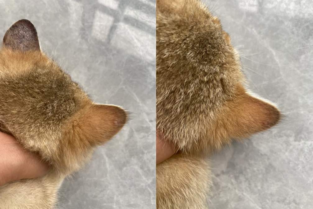 猫咪耳朵长癣掉毛还变黑