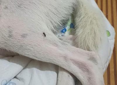 狗狗身上有红点?可能是这些皮肤病