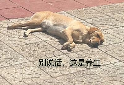 狗狗皮炎反反复复,可能是治疗有误!