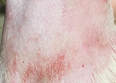 爱宠必备:快速缓解狗狗瘙痒的神奇药物