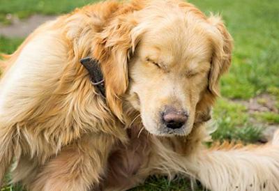 一文读懂:安全有效的狗狗止痒药物推荐!