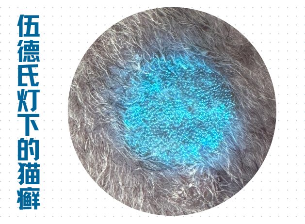 怎么确定是不是猫癣?