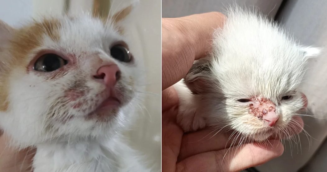 小奶猫得猫癣怎么治疗?