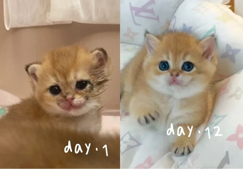 幼猫长癣怎么治疗?