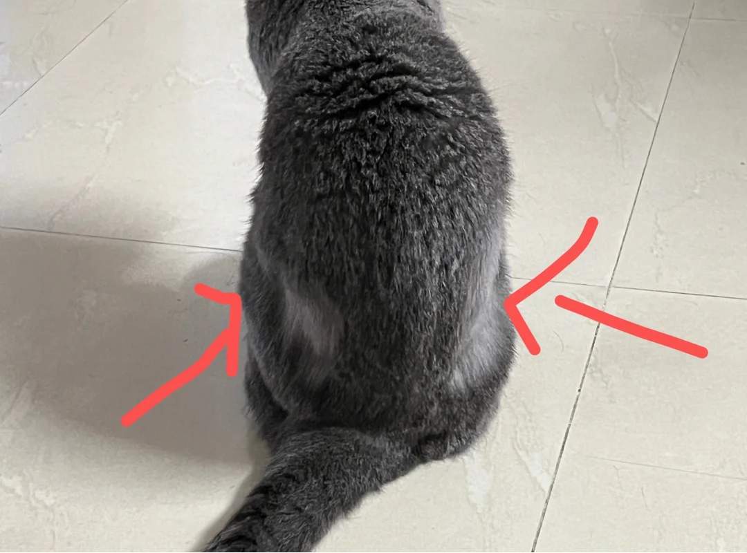 猫掉毛是怎么回事?