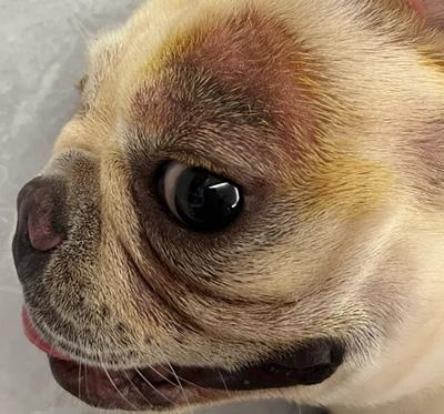 狗狗得皮肤病皮肤变黑就是好了?大错特错!