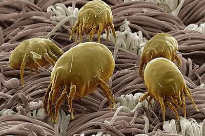 狗狗身上有螨虫会引发哪些皮肤病?