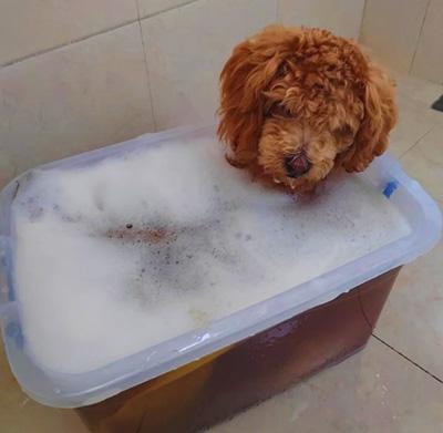 狗狗皮肤感染真菌应该用什么药?