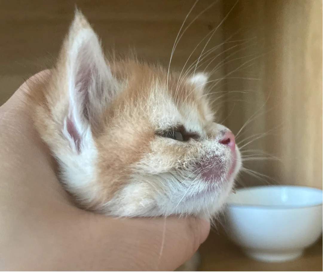 小奶猫得猫癣怎么办?