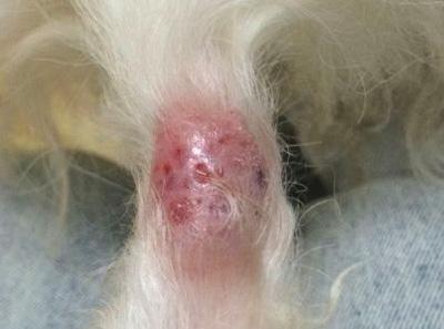 狗狗皮炎尾巴溃烂?急救护理全攻略!